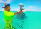 Friendly Giant Trevally Fish Doesn't Mind a Pet on the Head