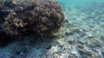 Snorkel among the tropical fish and corals in the best marine reserve on Rarotonga - Aroa Aroa Lagoonarium Marine Reserve 