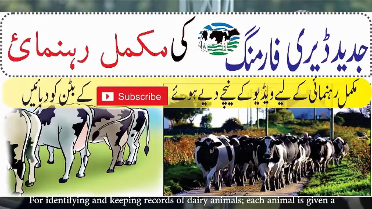 Dairy Farming Calf housing, debudding, and tagging Methods (1)