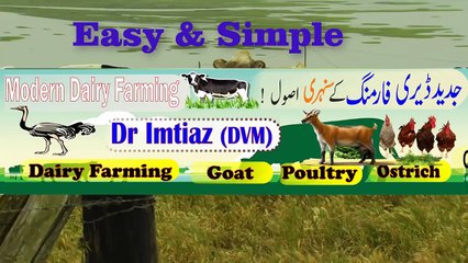 سبز چارہ جات کی منصوبہ بندی  Why fodder planning is important for the success of your dairy farm