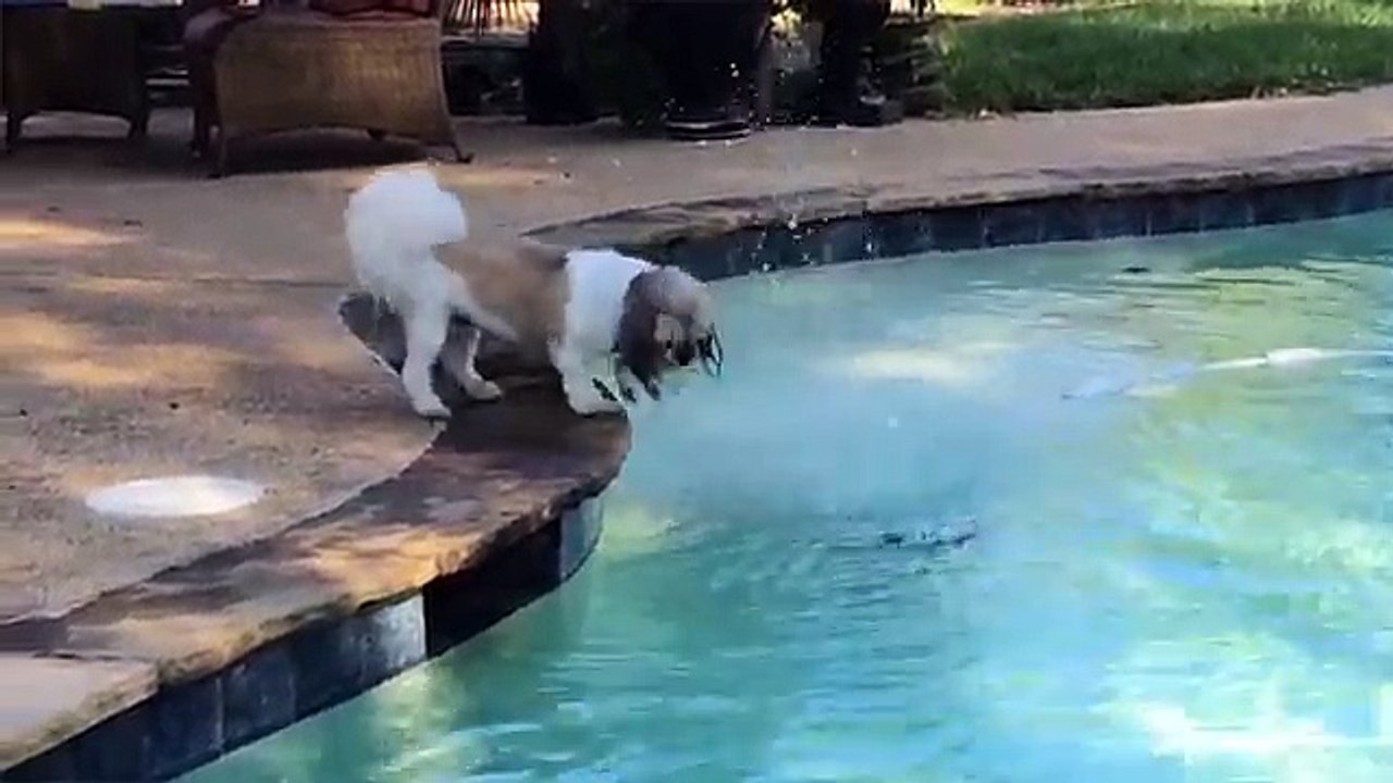 Funniest Pets - Animals of the Week Compilation...