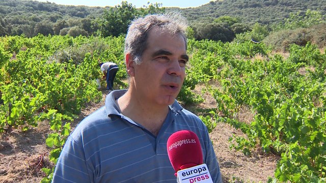 Las bodegas de Madrid ya están a pleno rendimiento