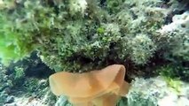 Enjoy Snorkeling the Coral Gardens of Aroa Lagoonarium Marine Reserve 