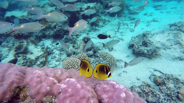 Snorkeling Magic among hundreds of tropical fish and coral gardens at Aroa Lagoonarium Marine Reserve Raui directly in front of The Rarotongan Beach Resort &
