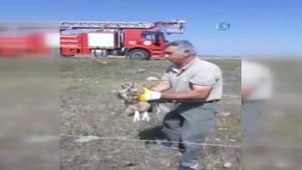 Sarıkamış'ta Tel Örgüye Şıkışan Puhu Kuşu Kurtarıldı