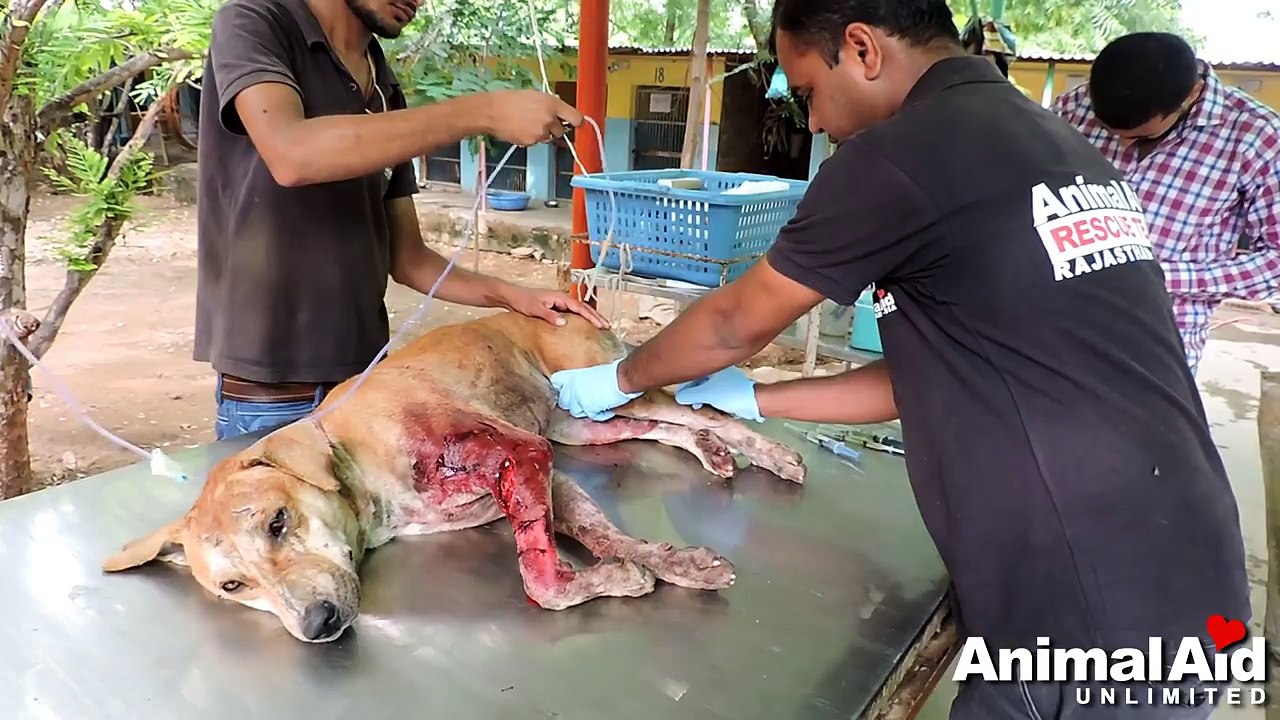 Dog covered in blood from huge laceration rescued