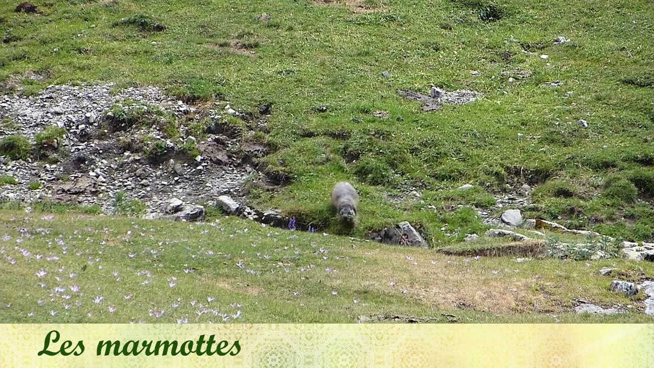Les marmottes