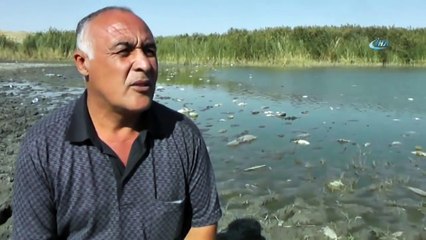 Gölde Korkutan Balık Ölümleri!