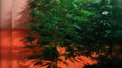 Uyuşturucu operasyonunda ele geçirilen Hint kenevirleri böyle görüntülendi