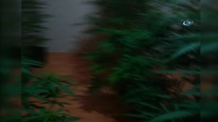 Uyuşturucu Operasyonunda Ele Geçirilen Hint Kenevirleri Böyle Görüntülendi