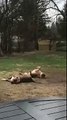 dog lays on the ground upside down, smiling and his paws up in the air
