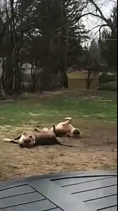 dog lays on the ground upside down, smiling and his paws up in the air