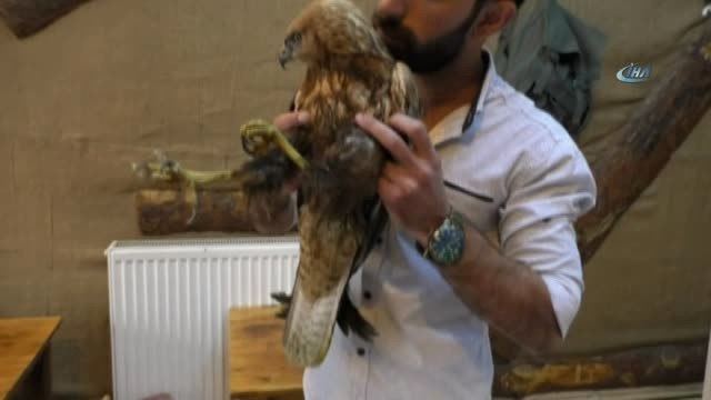 Kars'ta Vatandaşların Bulduğu Yaralı Kızıl Şahin Tedavi Edilecek