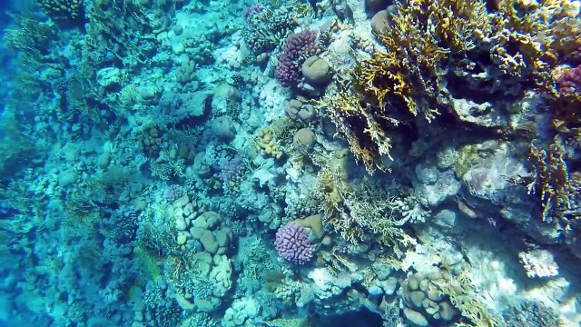 Катаемся на яхте в Красном море. Посмотрите что мы увидели под водой )))