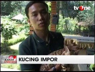 Pesona Kucing Bengal Seharga Puluhan Juta Rupiah