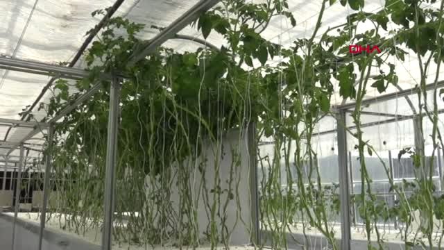 Niğde Türkiye'de İlk Topraksız Yerli ve Milli Patates Çeşitleri Üretiliyor