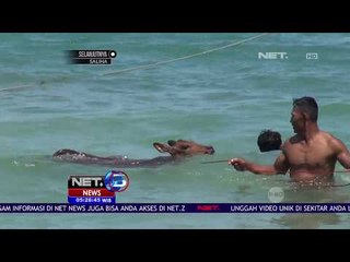 Sapi Ternak Dilemparkan ke Laut Karena Minimnya Infrastuktur - NET 5