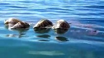 【Video】About 300 endangered olive ridley sea turtles were found dead floating in the water off Mexico's southern coast on August 28 after they were caught in fi