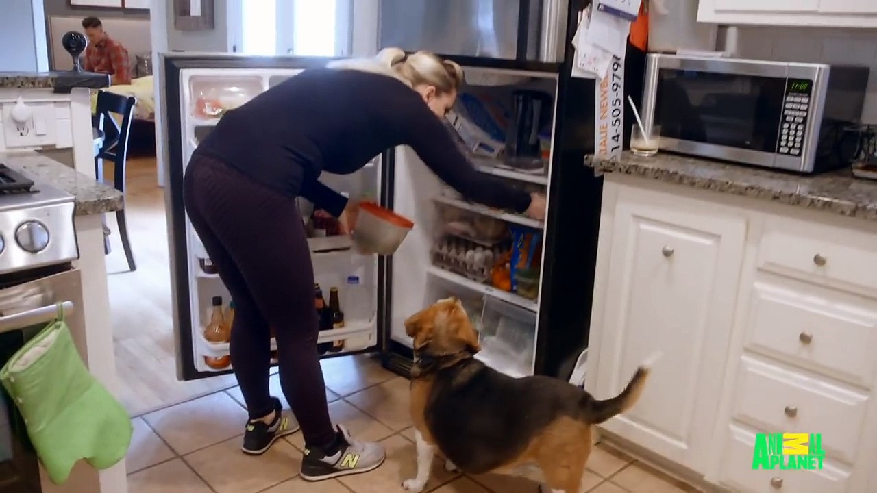 "A Whole Lot Of Loveable Dog" Who Needs To Lose A Whole Lot Of Weight! | My Big Fat Pet Makeover