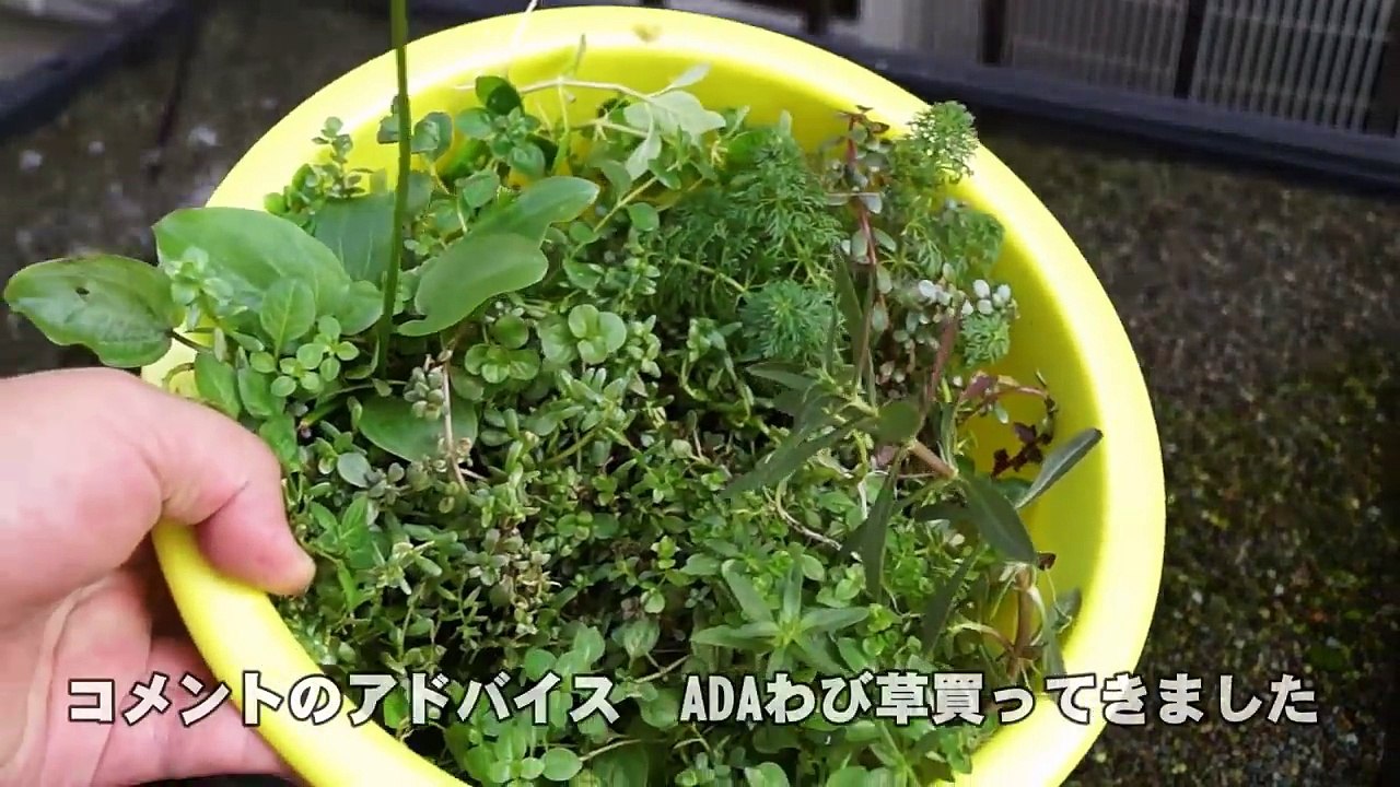 【メダカ水槽熱帯魚】新プラ船ビオトープ3【作り方】
