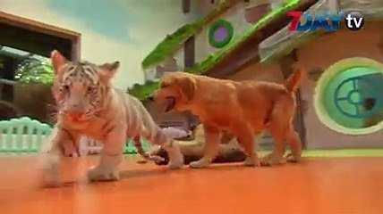 တ႐ုတ္ တိရစာၦန္႐ံု မွာ က်ား၊ ေခြးအ၊ ျခေသၤ့နဲ႕ ေခြးေလးေတြ အတူတြဲ ေနထုိင္ၾသဂုတ္ - ၃၁ ၊၂၀၁၈ တ႐ုတ္ႏုိင္ငံက တိရစာၦန္႐ံု တစ္ခုမွာ က်ား၊ ျခေသၤ့၊ ေခြးအ အေကာင္ေပါက္ေလ