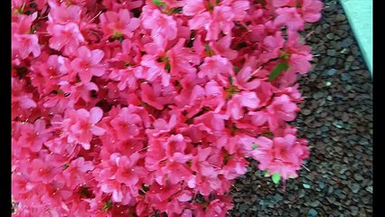 ¿Qué Significa el Color Rosa? Descubre su Impacto Emocional y Simbólico 🌸