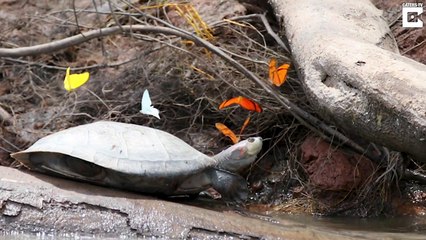 Les papillons qui boivent les larmes des tortues