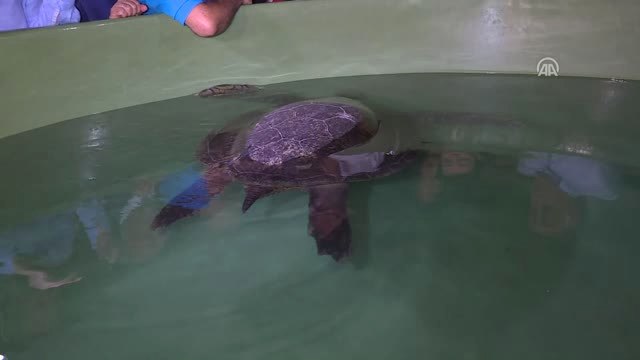 Bakan Kurum, Caretta Carettaları Denizle Buluşturdu