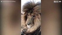 Løve som nyser fanget på kamera