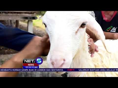 Ribuan Domba Dikembangbiakkan di Blora - NET 5