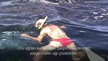 Kendisini Ağlardan Kurtaran İnsanlara Bir Resital Sunan Kambur Balina