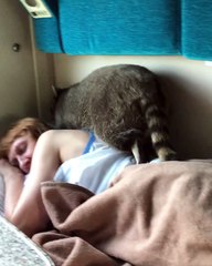 Raccoon Insists It's Time to Wake Up