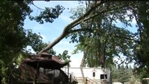 Everyone Survives After Tornado Topples Thousands of Trees at Wisconsin Campground