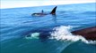 Des dizaines d'orques suivent un jet ski