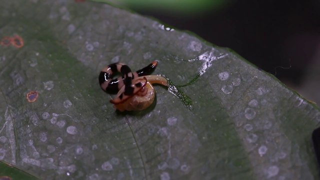 Un ver flatworm dévore un escargot et vide sa coquille