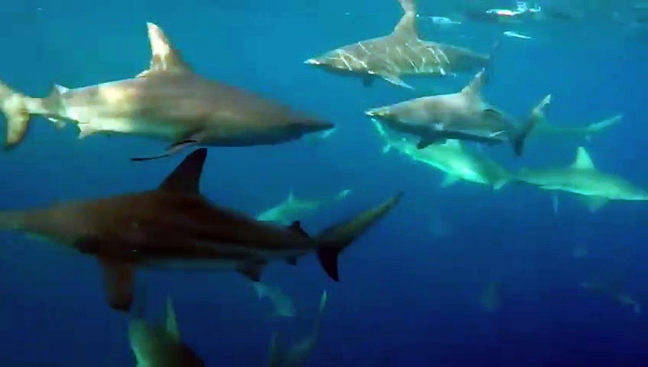 Il ne s'attendait pas à trouver ça sous ton bateau... 30 requins qui nagent !!