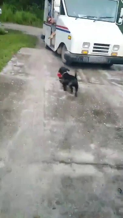Ce chien très bien dressé va chercher le courrier