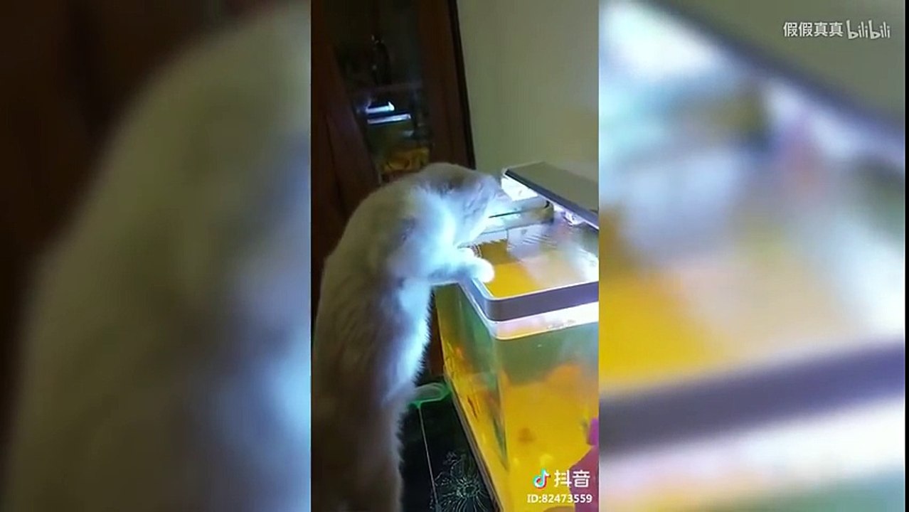 抖音里那些成精的动物！vol 4 哔哩哔哩 _娱乐_腾讯