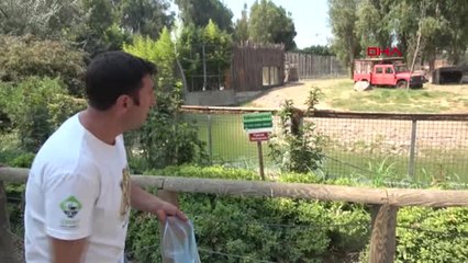 İzmir Aslanlara, Kaplanlara, Fillere Çocukları Gibi Bakıyorlar Hd 1