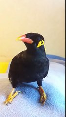 The Bird Speaks Japanese