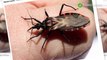 Gigitan serangga dapat mengakibatkan penyakit jantung - TomoNews