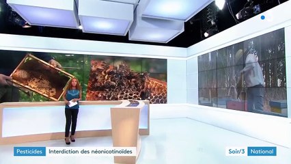 Interdiction des néonicotinoïdes : les apiculteurs soulagés, mais toujours vigilants