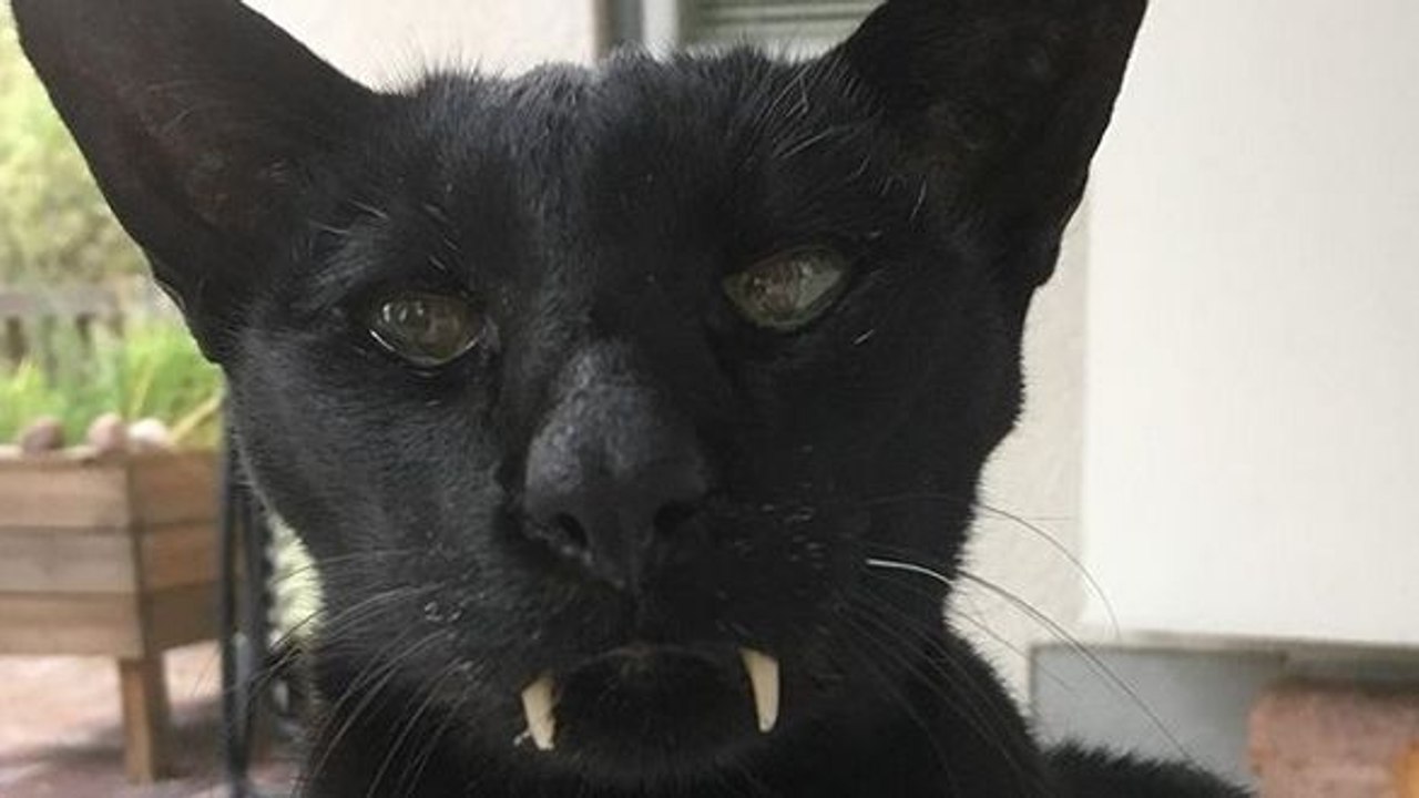 Un chat-vampire
