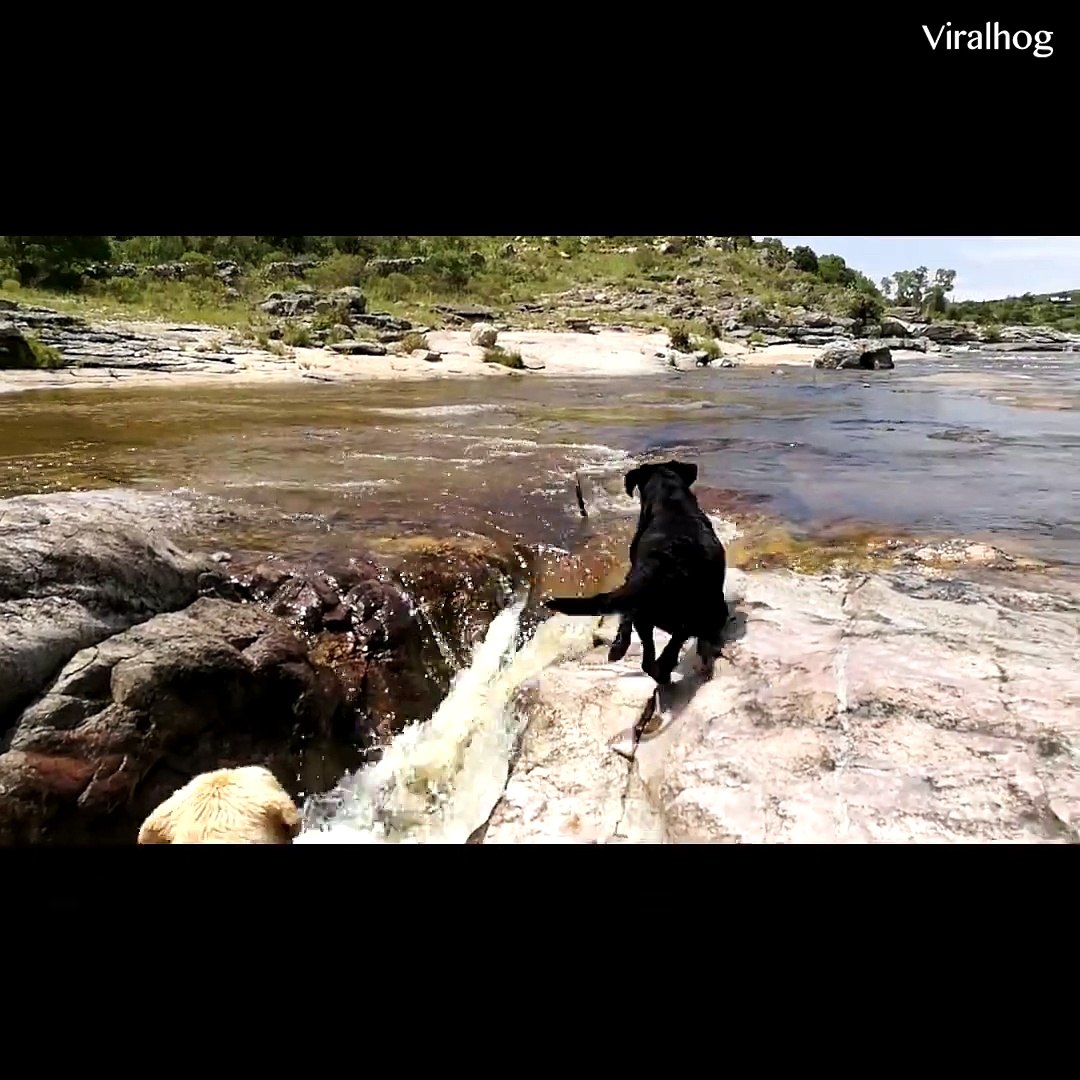 Animals help animals