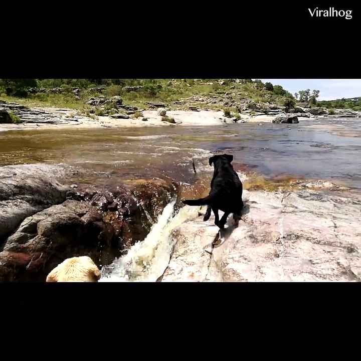 Animals help animals