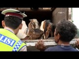 Kepala Nongol di Belakang Truk, Ternyata Pria Ini Sedang Menjaga Kambing - 86