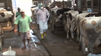 Şarbon Şüphesiyle Karantinaya Alınan Mahallerde İlaçlama Devam Ediyor