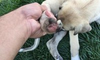 2 yavru köpeğin ayaklarını kestiler