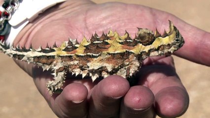 Close-up footage of the weird and wonderful Thorny Devil