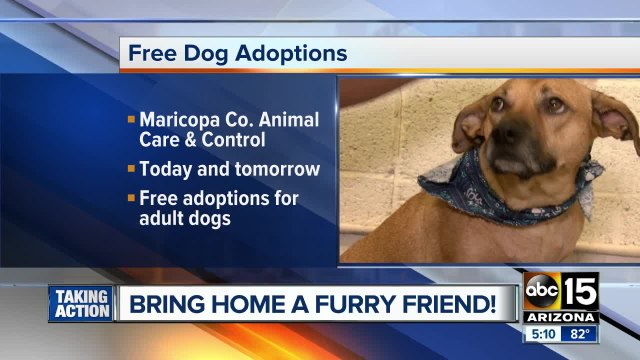 MCACC offering FREE adoptions for adult dogs!